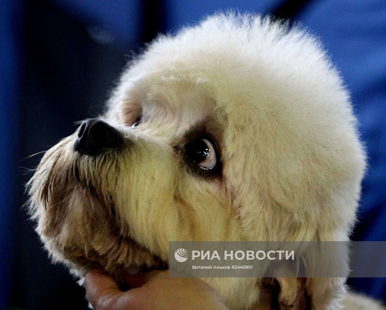 Международная выставка собак во Владивостоке