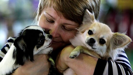 Международная выставка собак во Владивостоке