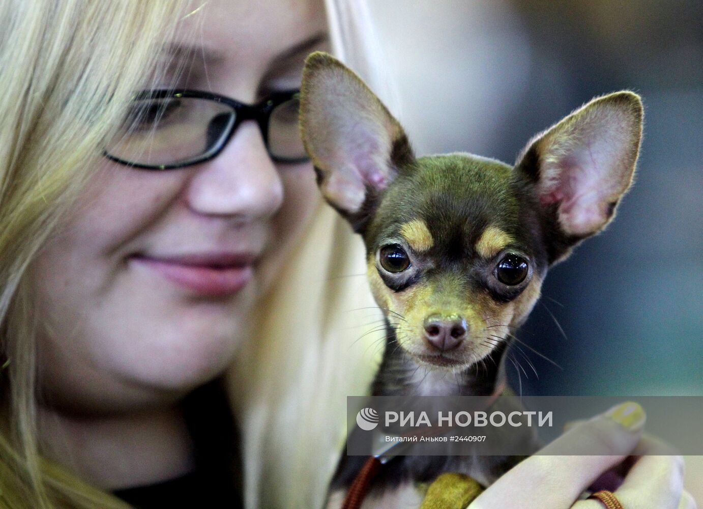 Международная выставка собак во Владивостоке