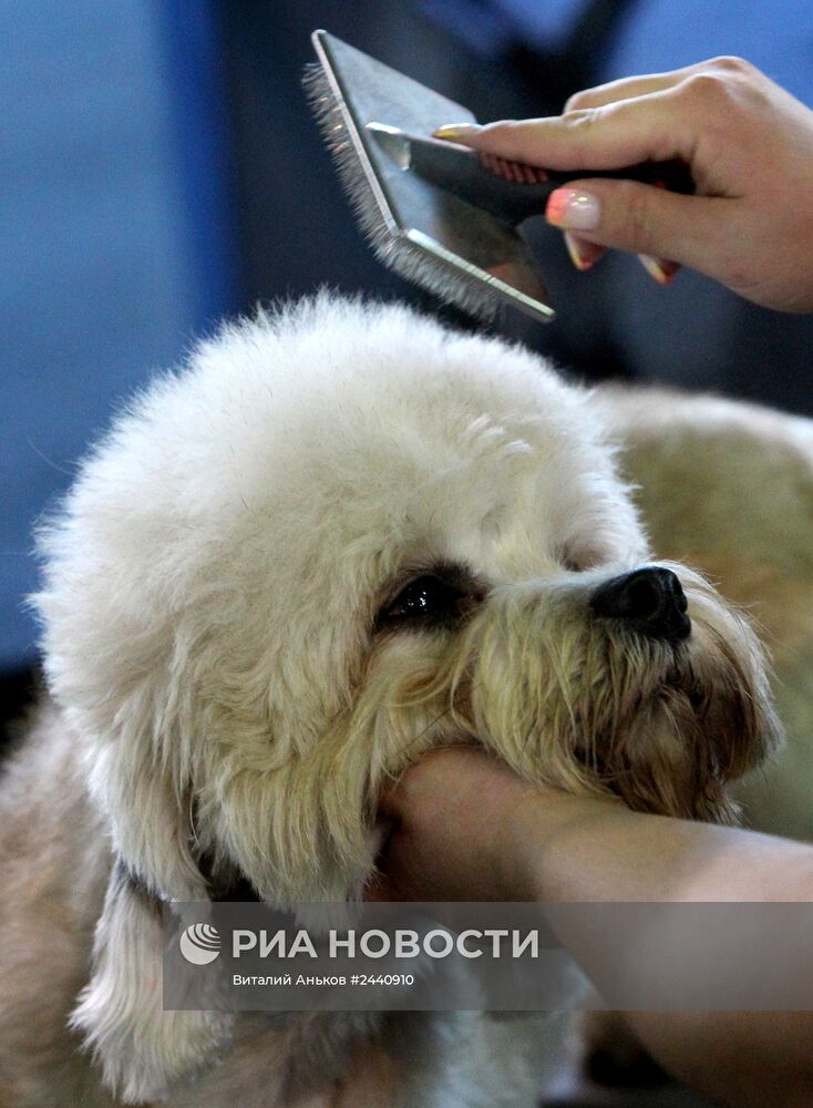 Международная выставка собак во Владивостоке