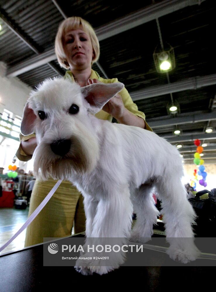Международная выставка собак во Владивостоке