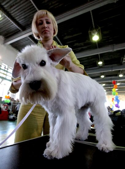 Международная выставка собак во Владивостоке