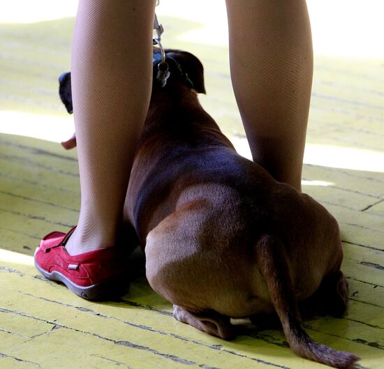 Международная выставка собак во Владивостоке