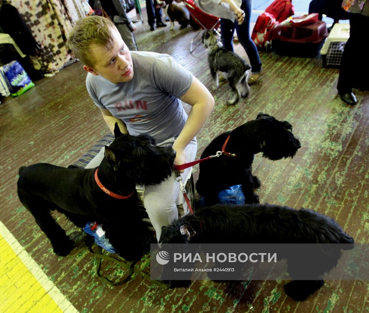 Международная выставка собак во Владивостоке