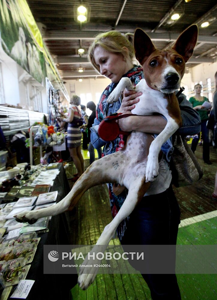 Международная выставка собак во Владивостоке