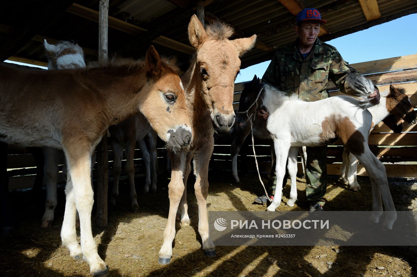 Жизнь чабанов в Республике Алтай