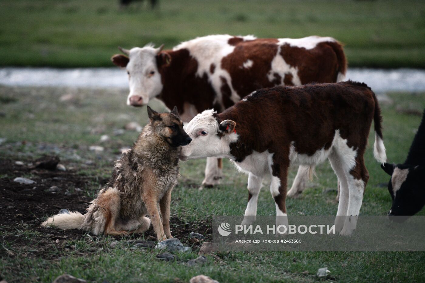 Жизнь чабанов в Республике Алтай