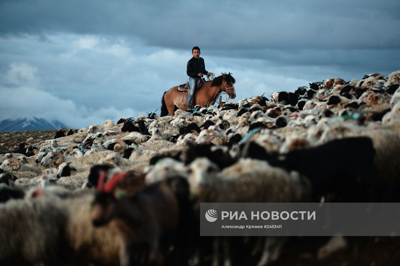 Жизнь чабанов в Республике Алтай