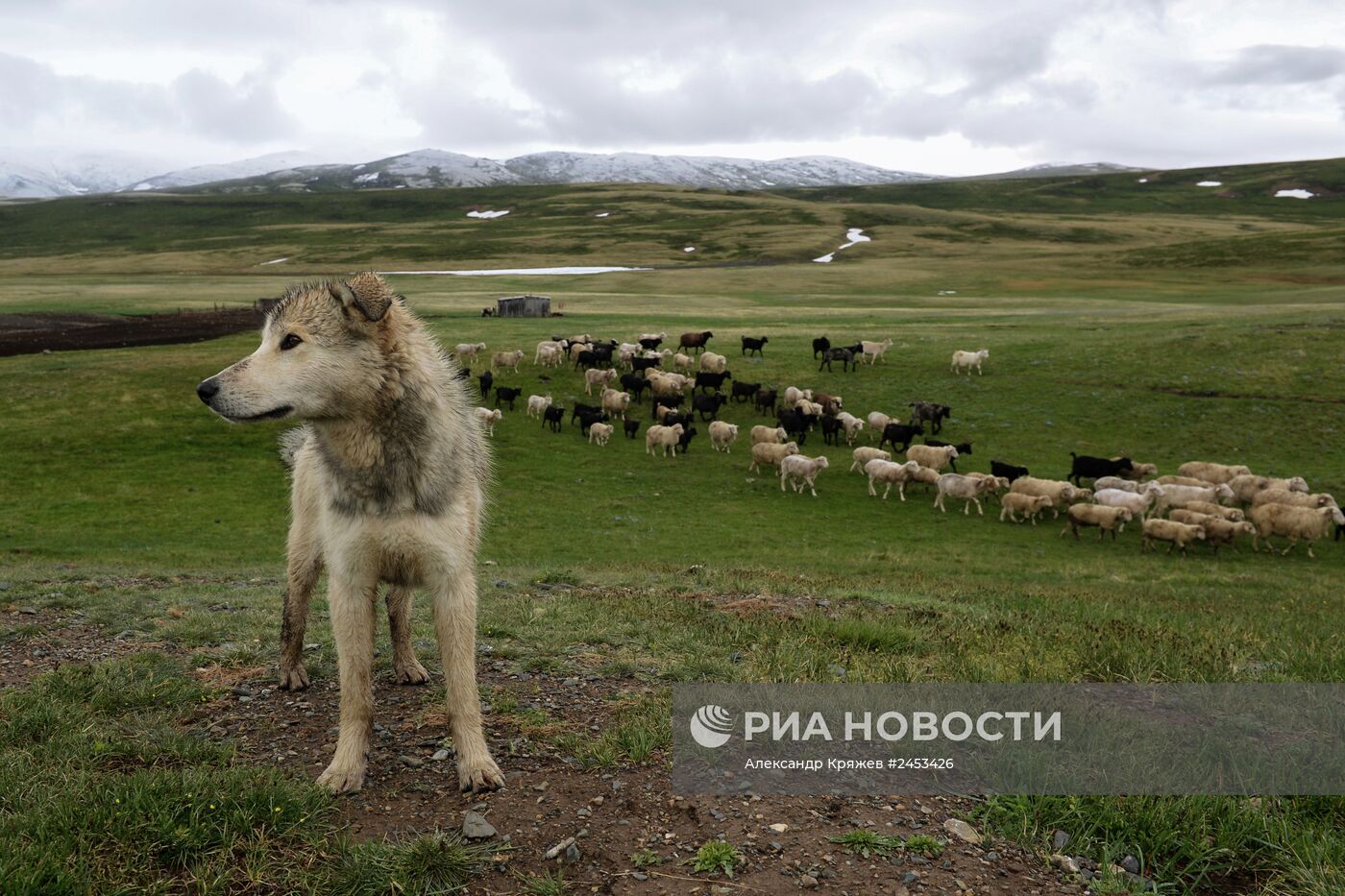 Жизнь чабанов в Республике Алтай