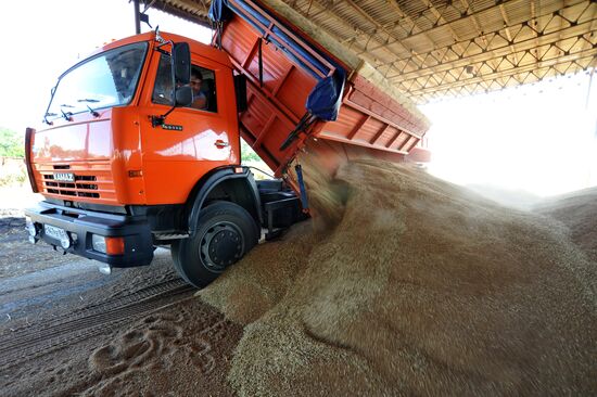 Уборка зерновых в Ростовской области