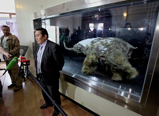 Палеонтологическая выставка"Мамонт Юка" открывается во Владивостоке