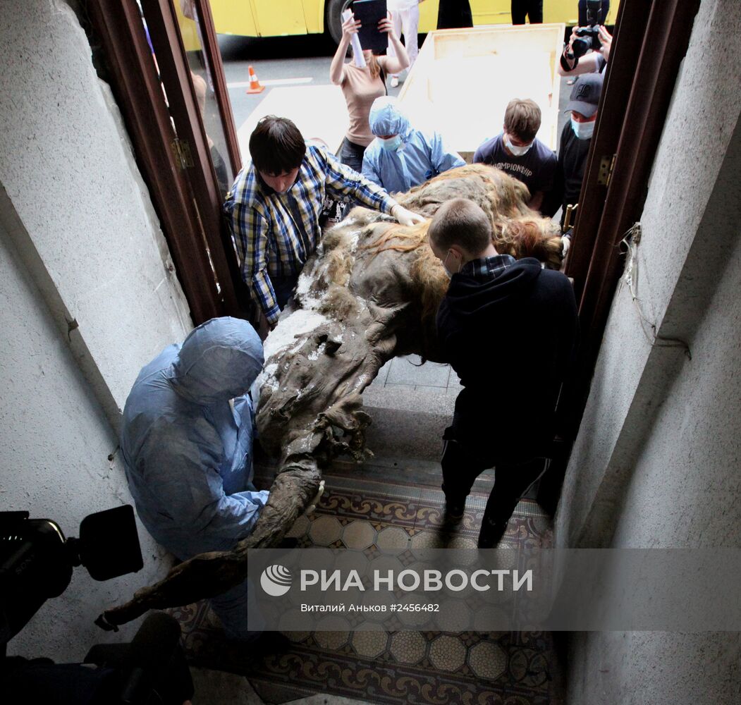 Палеонтологическая выставка"Мамонт Юка" открывается во Владивостоке