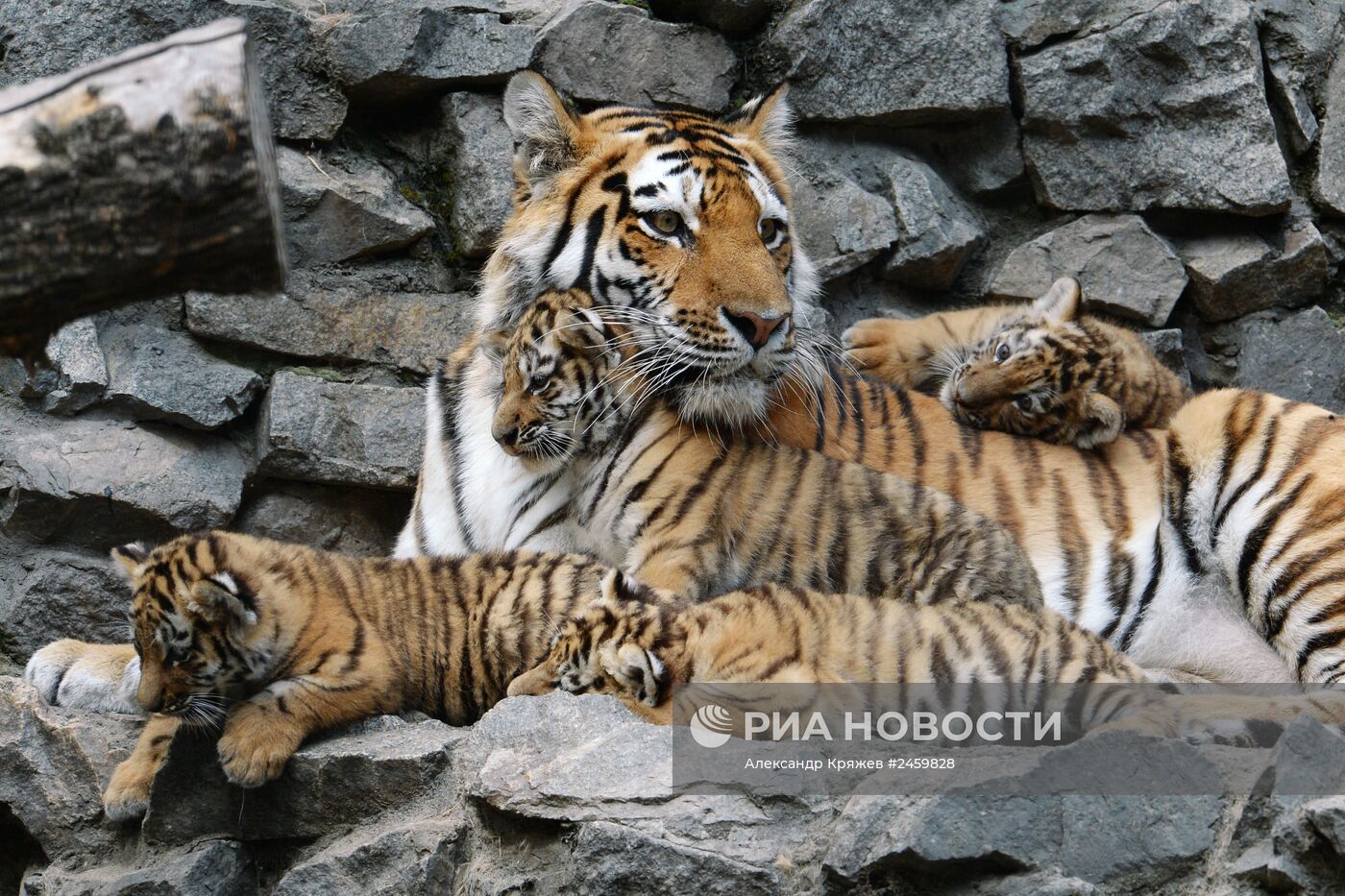 Детеныши амурских тигрят родились в Новосибирске