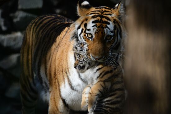 Детеныши амурских тигрят родились в Новосибирске