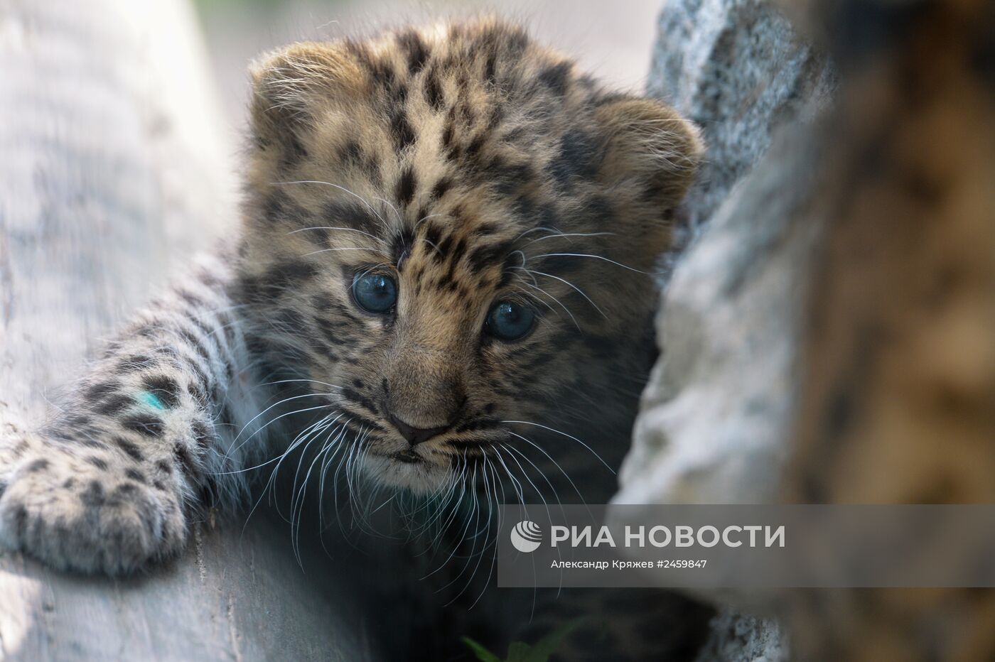 Детеныш дальневосточного леопарда родился в Новосибирске