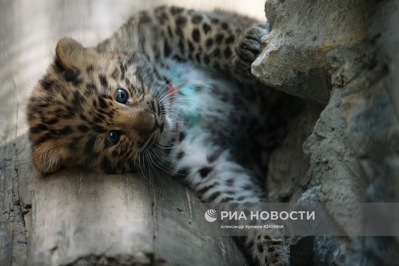 Детеныш дальневосточного леопарда родился в Новосибирске