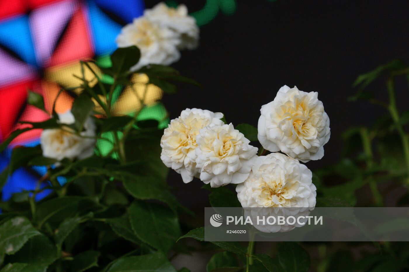 Презентация нового сорта розы "Олимпийская"