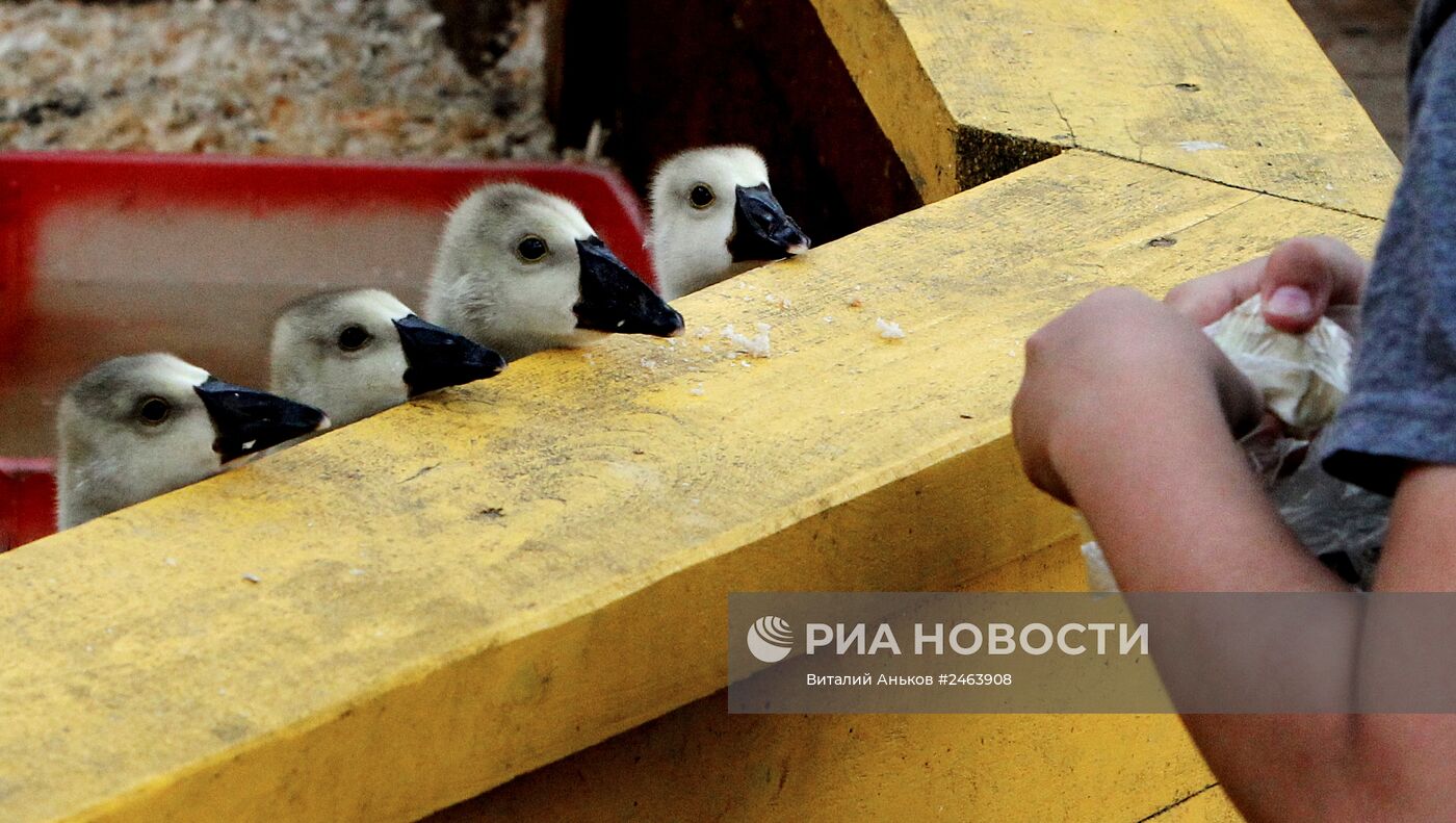 Контактный зоопарк во Владивостоке