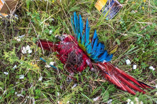 Поисковые работы на месте крушения малайзийского лайнера Boeing 777 в районе Шахтерска