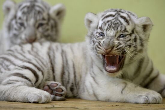 Белые тигрята родились в Екатеринбургском зоопарке