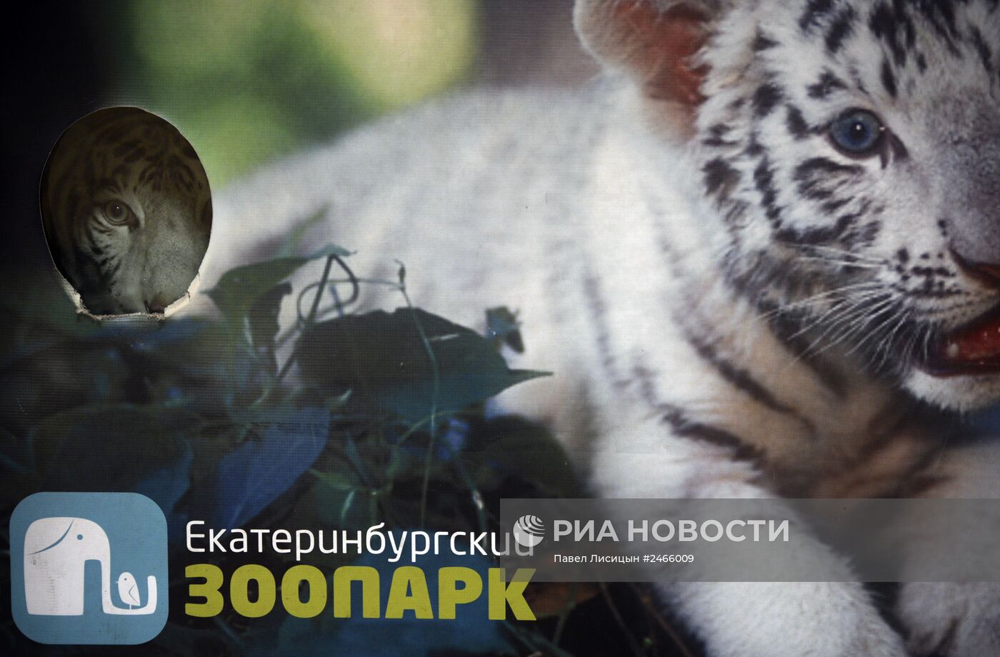 Белые тигрята родились в Екатеринбургском зоопарке