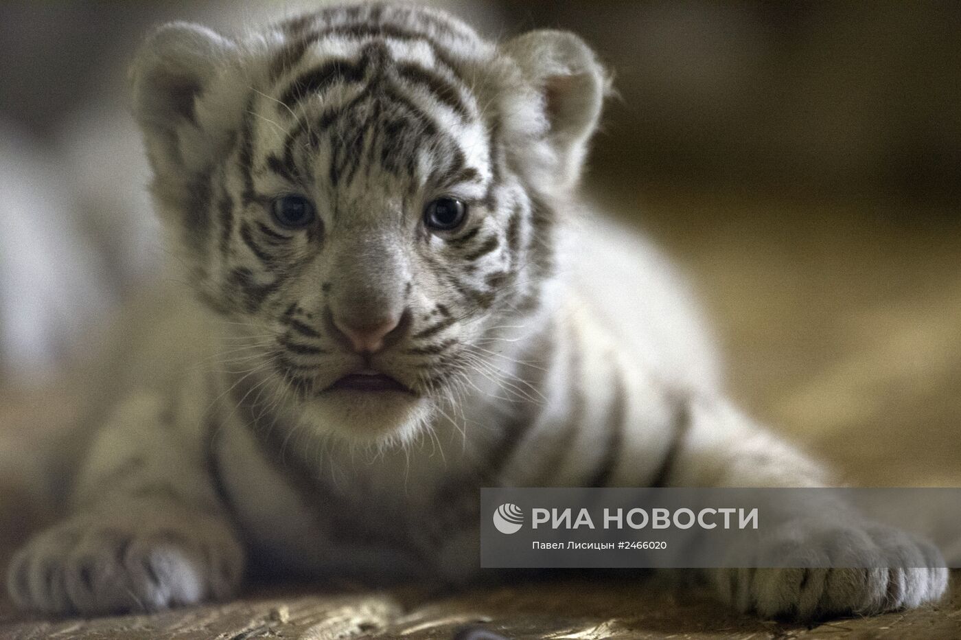 Белые тигрята родились в Екатеринбургском зоопарке
