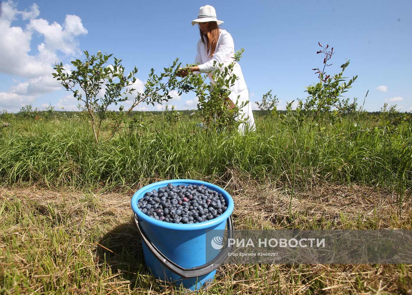 Сбор голубики на полях Брестской области Белоруссии.