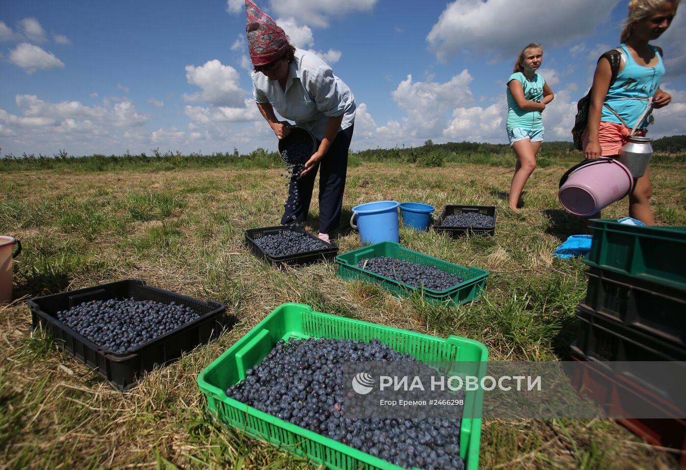 Сбор голубики на полях Брестской области Белоруссии.