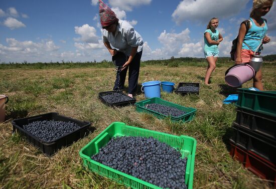 Сбор голубики на полях Брестской области Белоруссии.