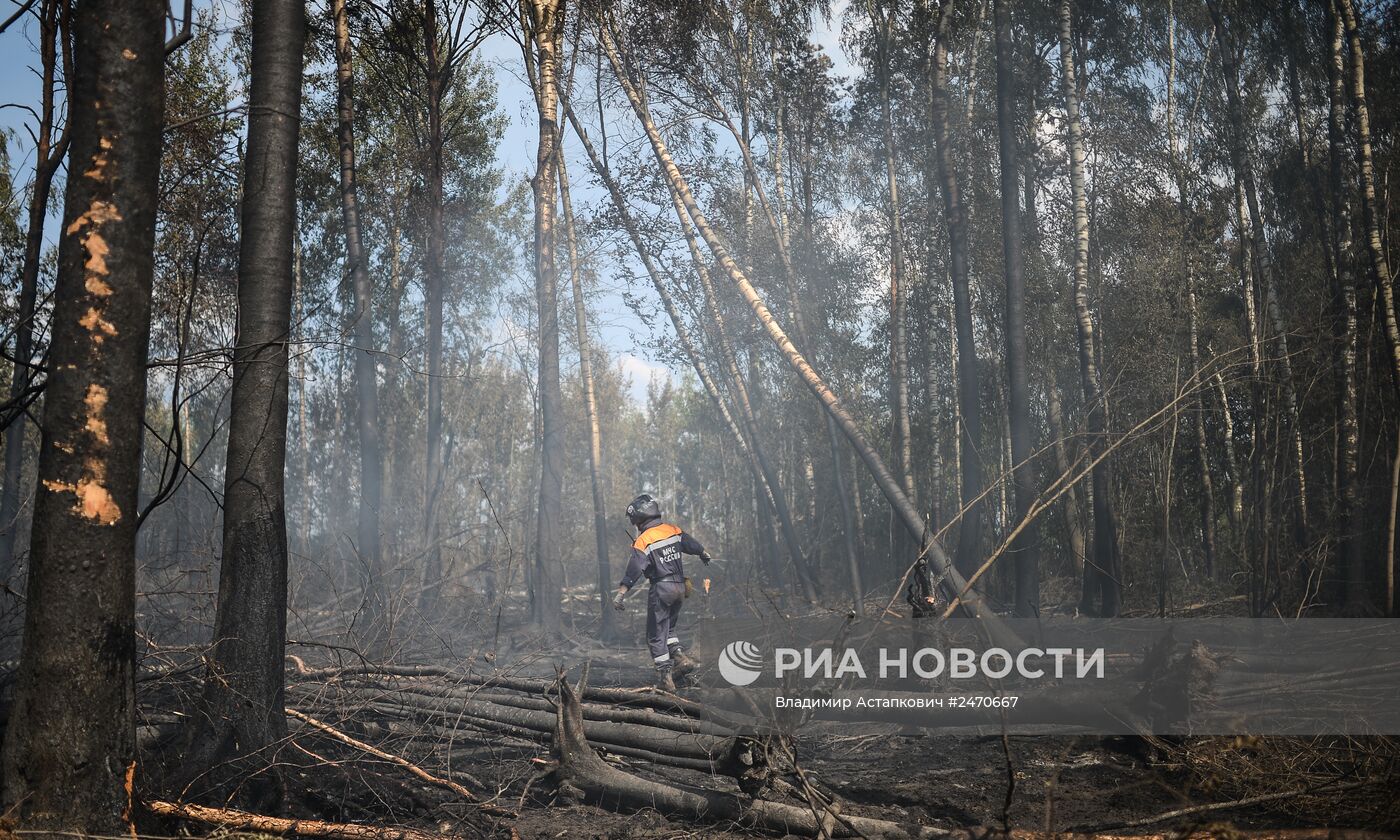 Лесные пожары в Тверской области