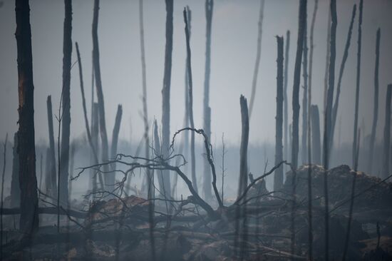 Лесные пожары в Тверской области