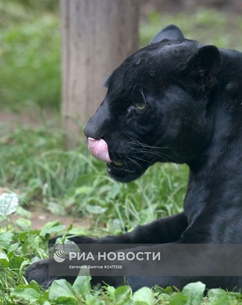 150-летний юбилей Московского зоопарка