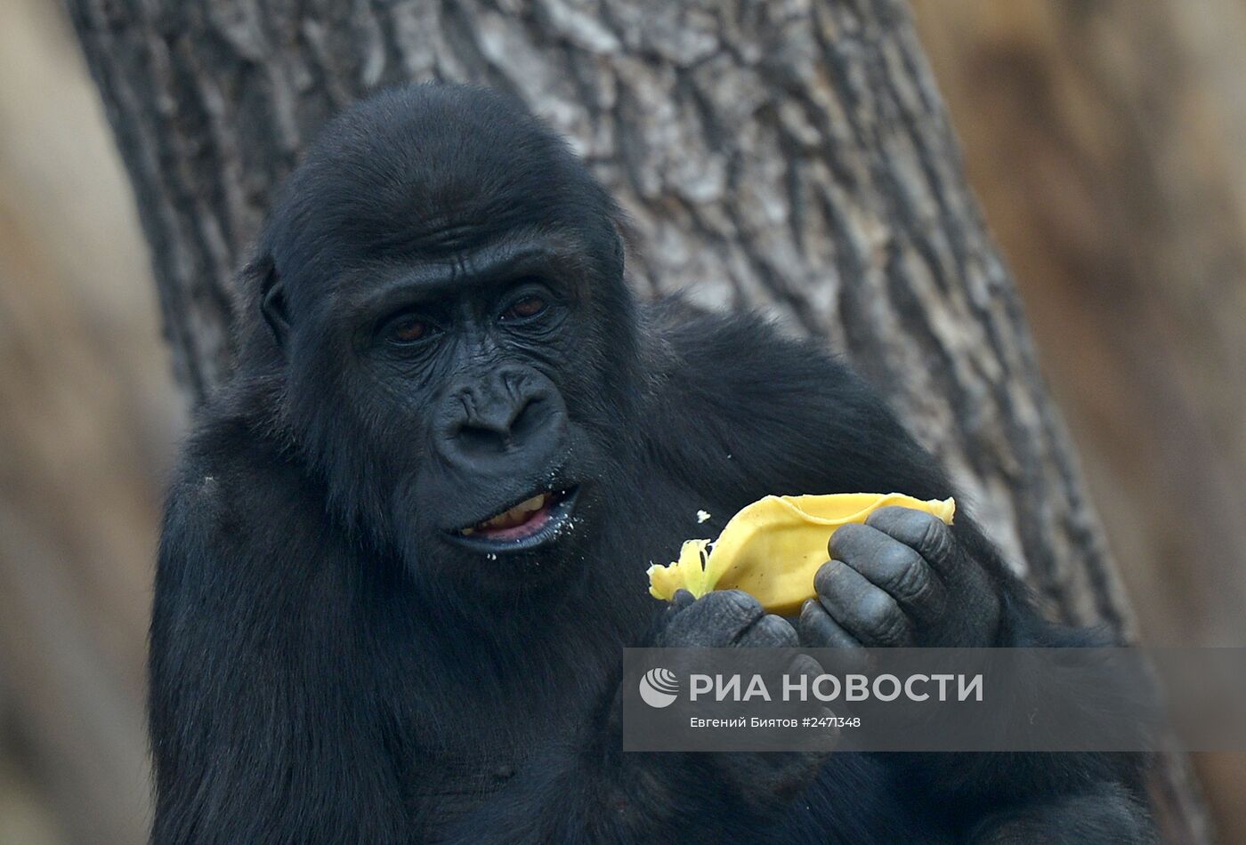 150-летний юбилей Московского зоопарка