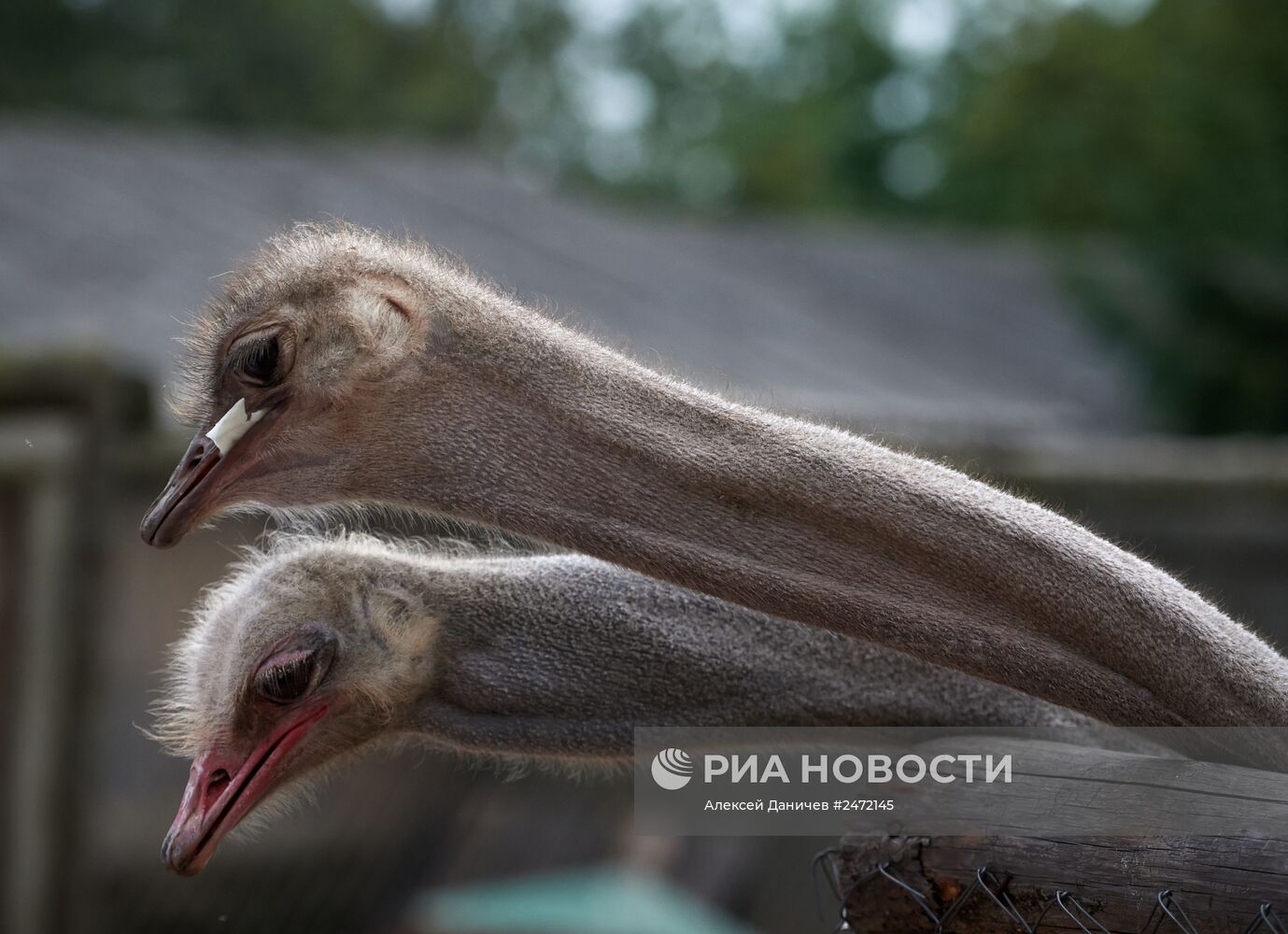 Частный орнитологический питомник в Псковской области