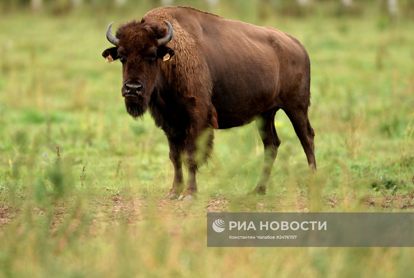 Разведение бизонов в Новгородской области.