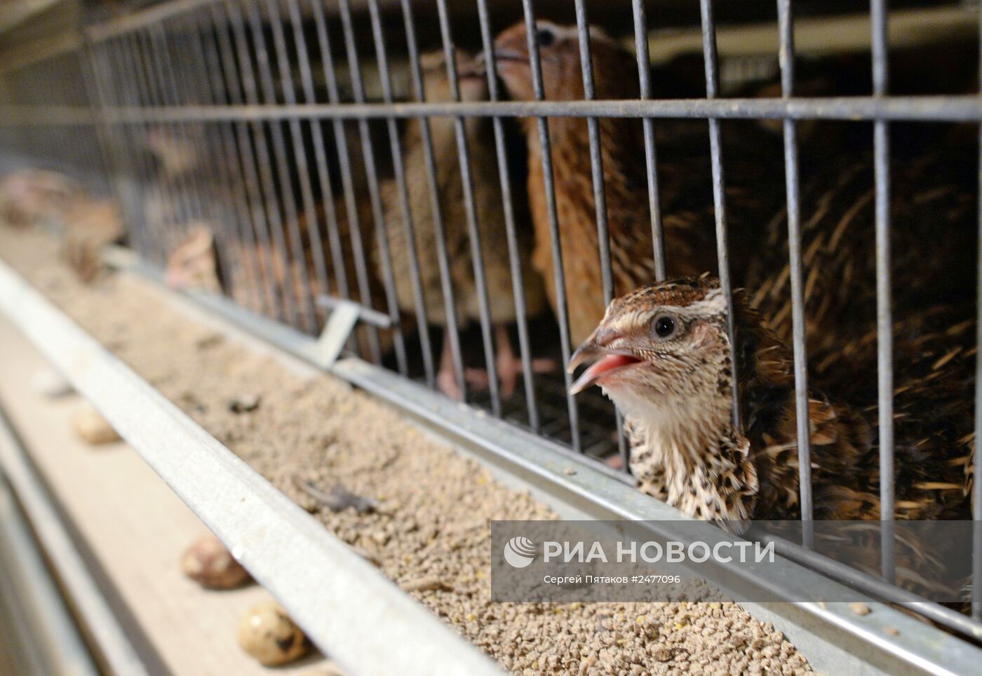 Фабрика по производству перепелиного мяса