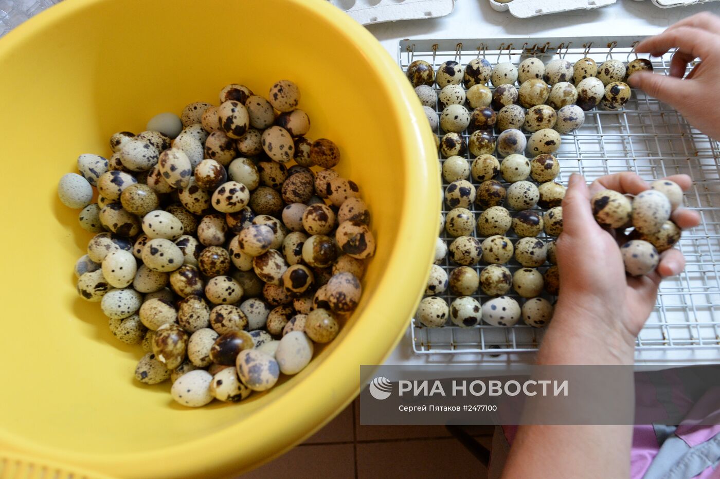 Фабрика по производству перепелиного мяса