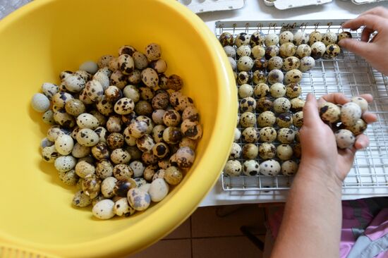 Фабрика по производству перепелиного мяса