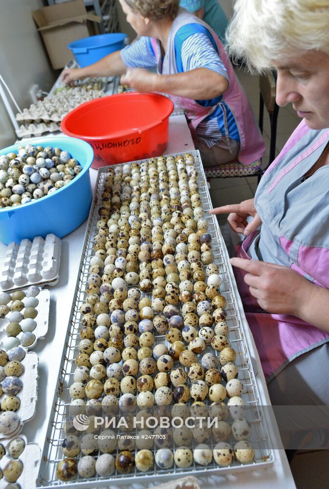 Фабрика по производству перепелиного мяса