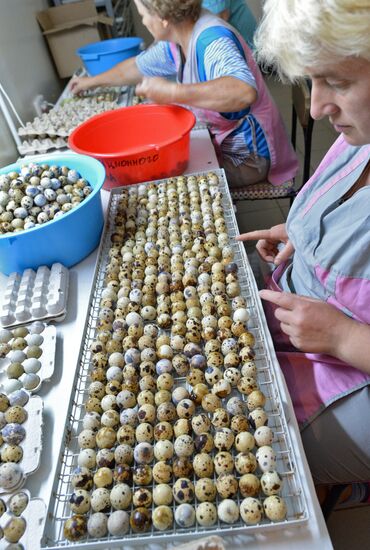 Фабрика по производству перепелиного мяса