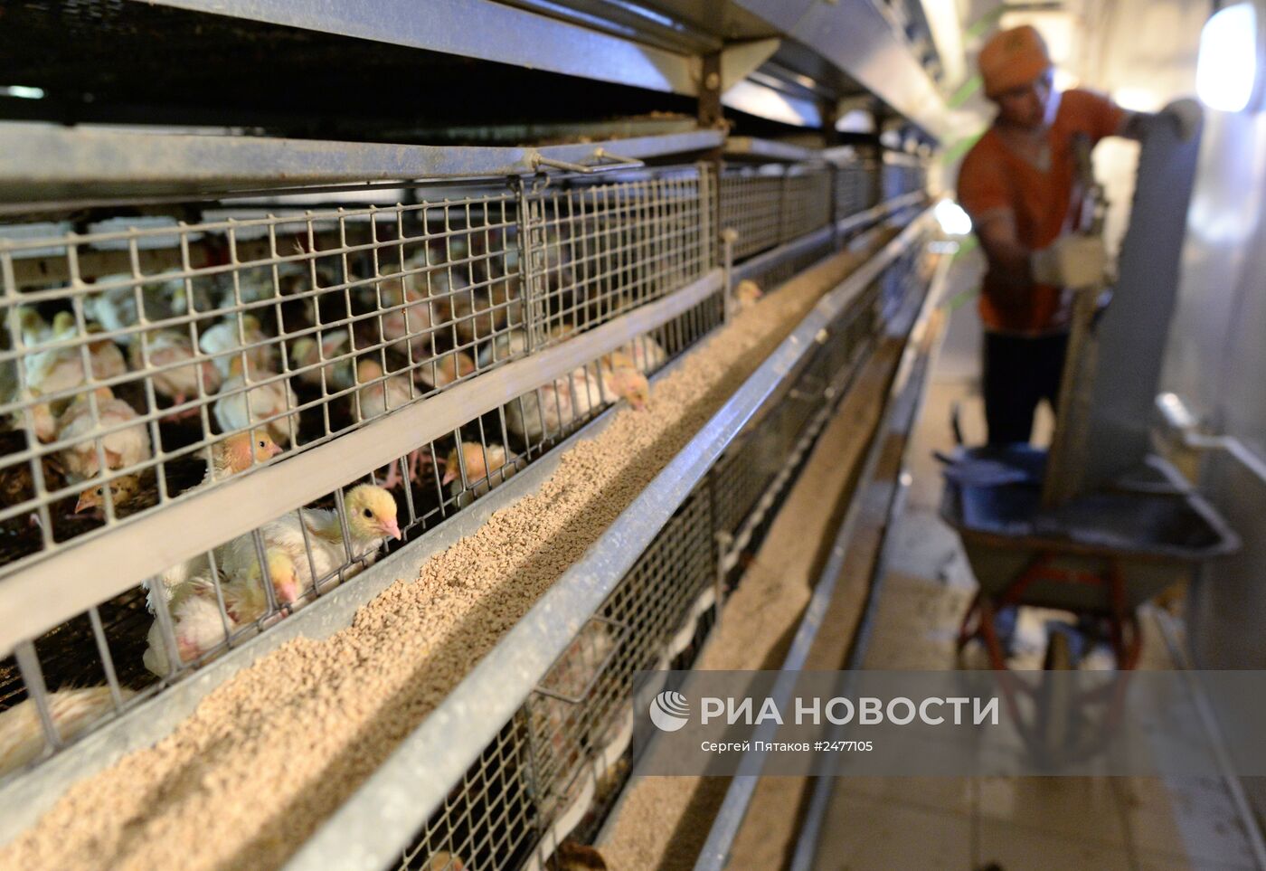 Фабрика по производству перепелиного мяса