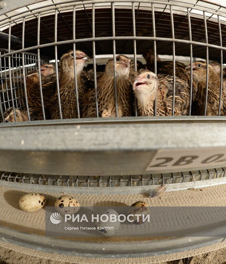 Фабрика по производству перепелиного мяса