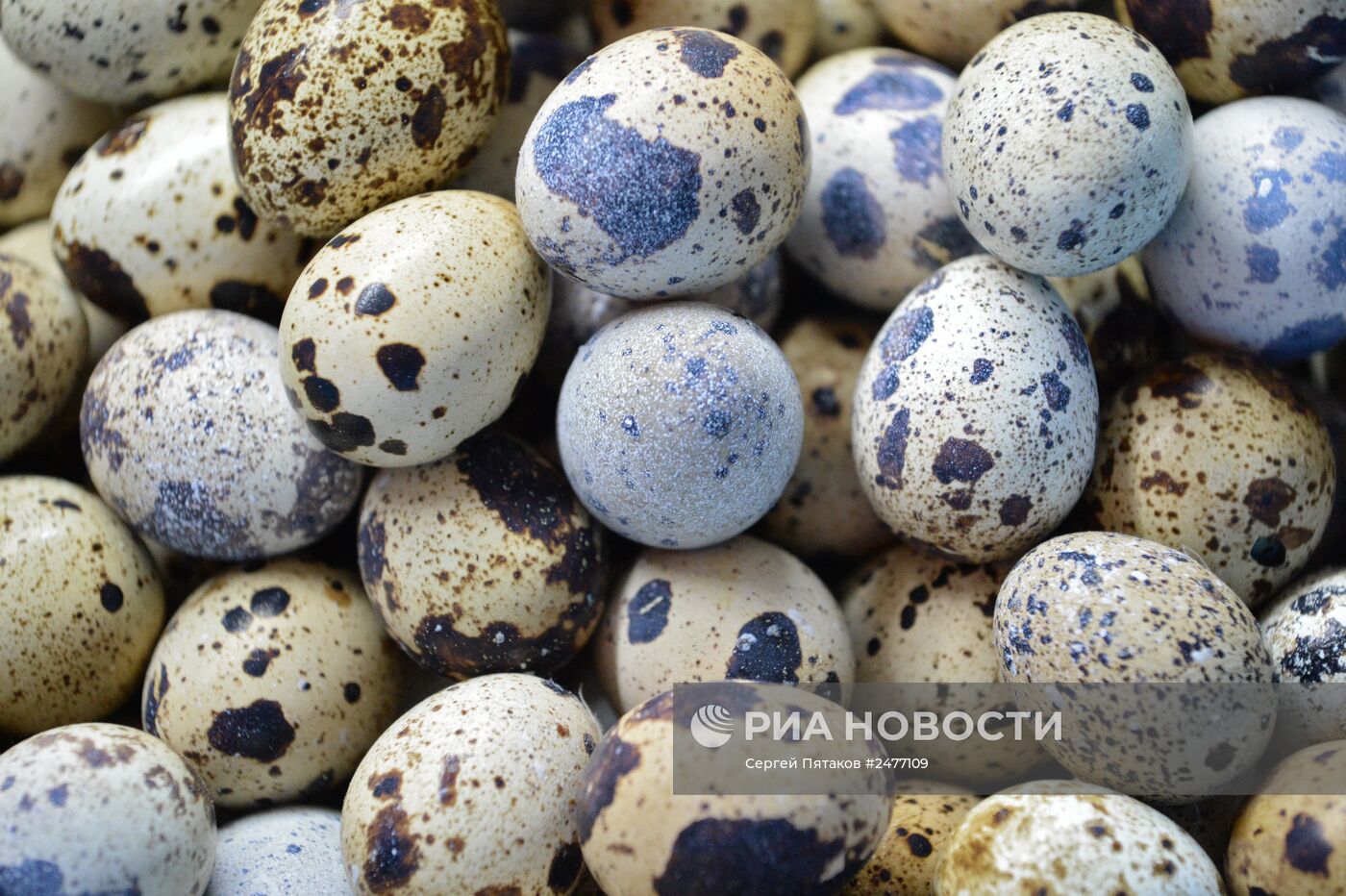 Фабрика по производству перепелиного мяса