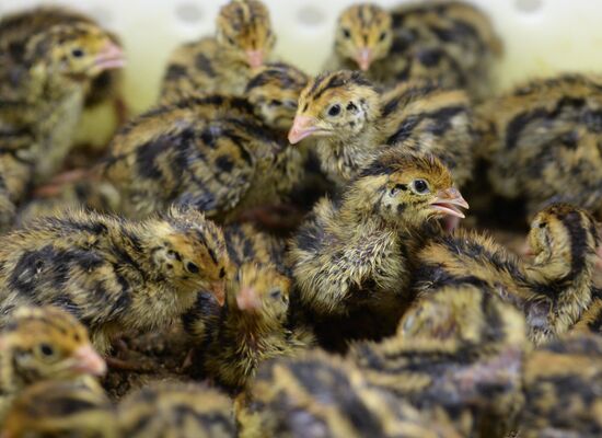 Фабрика по производству перепелиного мяса