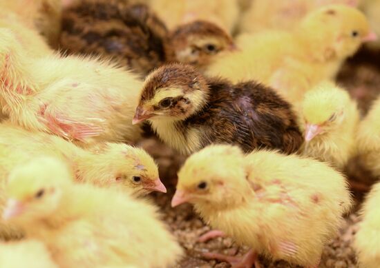 Фабрика по производству перепелиного мяса