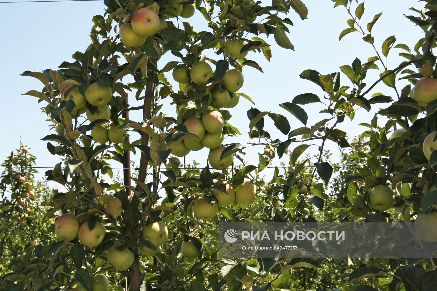Выращивание яблок в Чечне