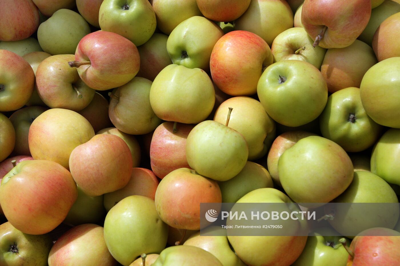 Уборка урожая яблок в Симферополе