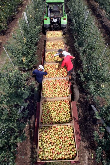Уборка урожая яблок в Симферополе