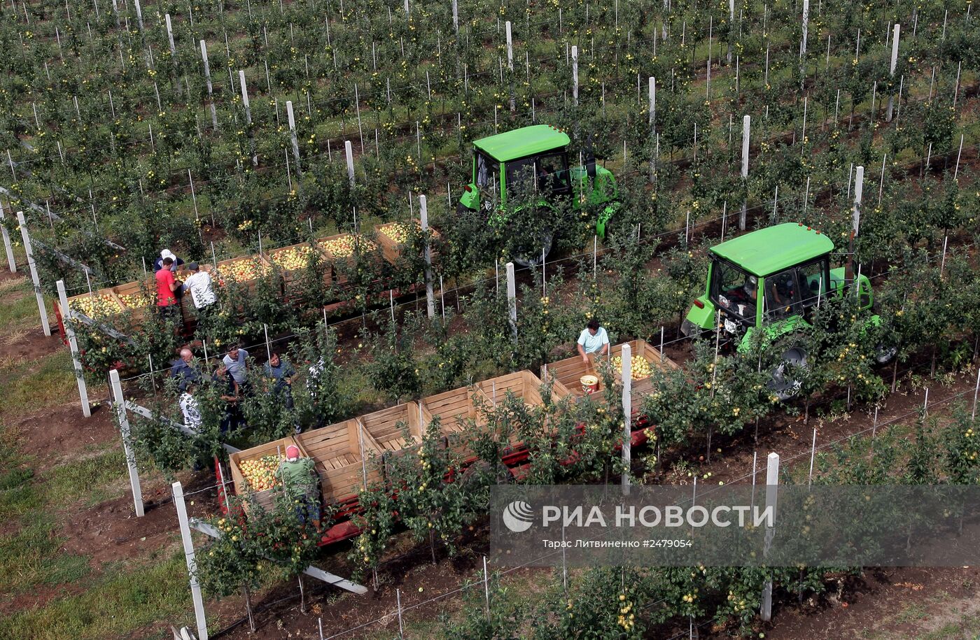 Уборка урожая яблок в Симферополе