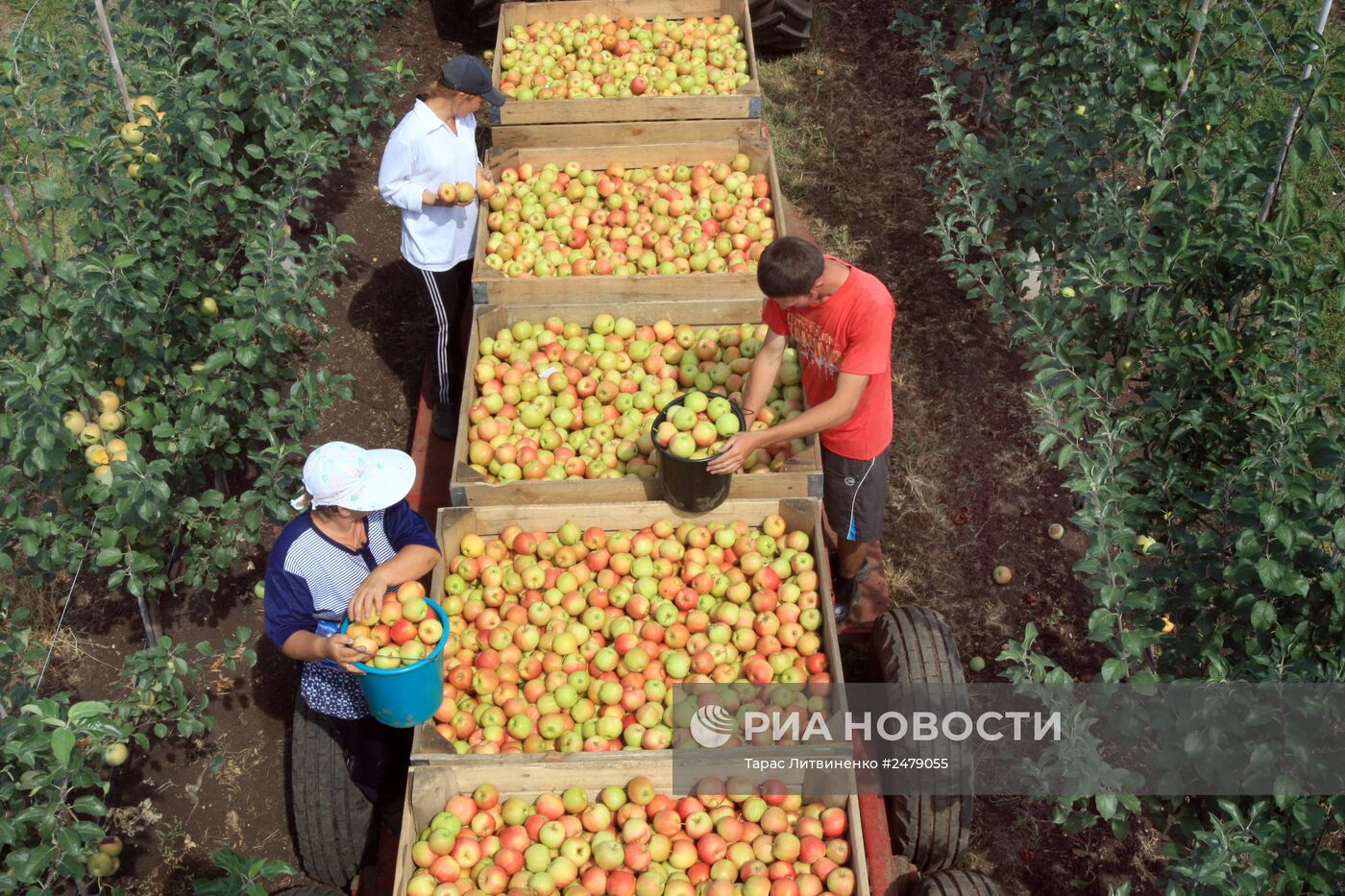 Уборка урожая яблок в Симферополе